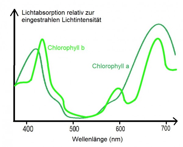 relative Lichtabsorption von CHlorophyll aufgezeichnet gegen die Wellenlänge des eingestrahlten Lichts